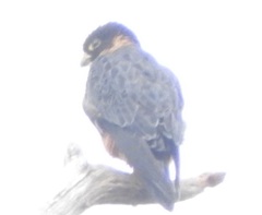 Falco deiroleucus