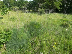 Peucedanum officinale