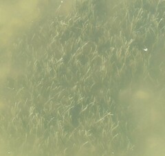 Syringodium filiforme