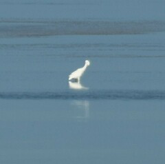 Ardea herodias occidentalis