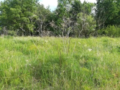 Peucedanum officinale