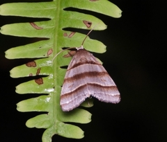 Flammona quadrifasciata