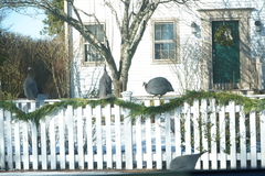 Numida meleagris domesticus