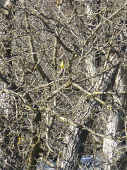 Serinus canaria domesticus