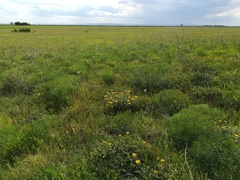 Peucedanum officinale