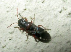Trinithignus natalensis