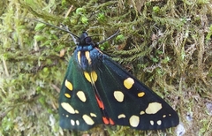 Callimorpha dominula