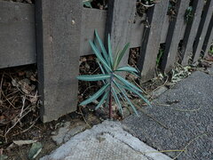 Euphorbia lathyris
