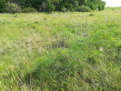 Peucedanum officinale