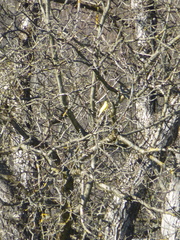 Serinus canaria domesticus