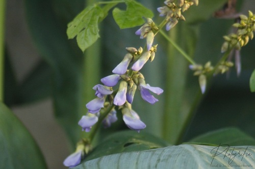 Pachyrhizus erosus