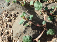 Trianthema portulacastrum