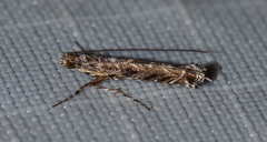 Neurobathra strigifinitella