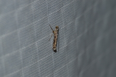 Neurobathra strigifinitella
