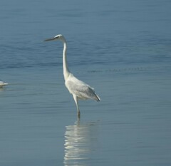 Ardea herodias occidentalis