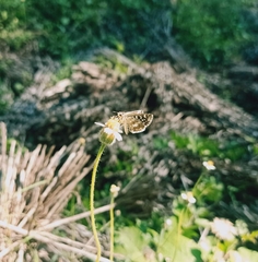 Spialia galba
