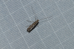 Neurobathra strigifinitella