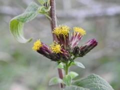 Pentanema squarrosum