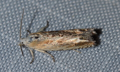 Eucosma kiscana