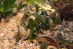 Vanacampus poecilolaemus