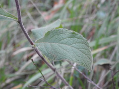 Pentanema squarrosum