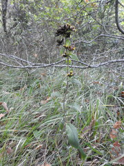 Pentanema squarrosum