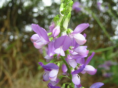 Galega