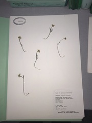Cardamine digitata