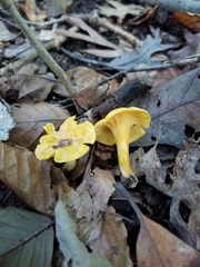 Cantharellus chicagoensis