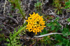 Quinchamalium chilense
