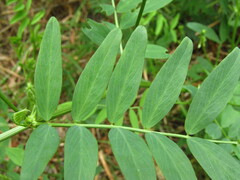Galega