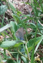 Hemiargus