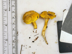 Cantharellus chicagoensis