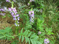 Galega