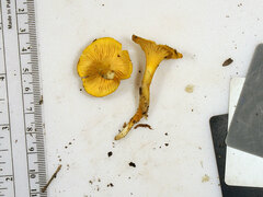 Cantharellus chicagoensis