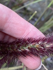 Cenchrus setaceus