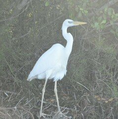 Ardea herodias occidentalis