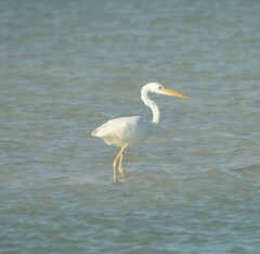 Ardea herodias occidentalis