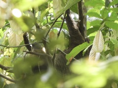 Choloepus didactylus