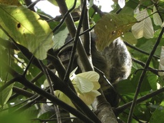 Choloepus didactylus