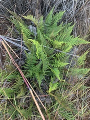 Pityrogramma austroamericana