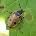 Four-spotted Carrion Beetle - Photo (c) romanvrbicek, some rights reserved (CC BY-NC), uploaded by romanvrbicek
