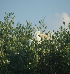 Ardea herodias occidentalis