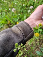 Verbascum phoeniceum