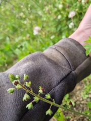 Verbascum phoeniceum