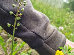 Verbascum phoeniceum