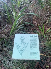 Dianella sandwicensis