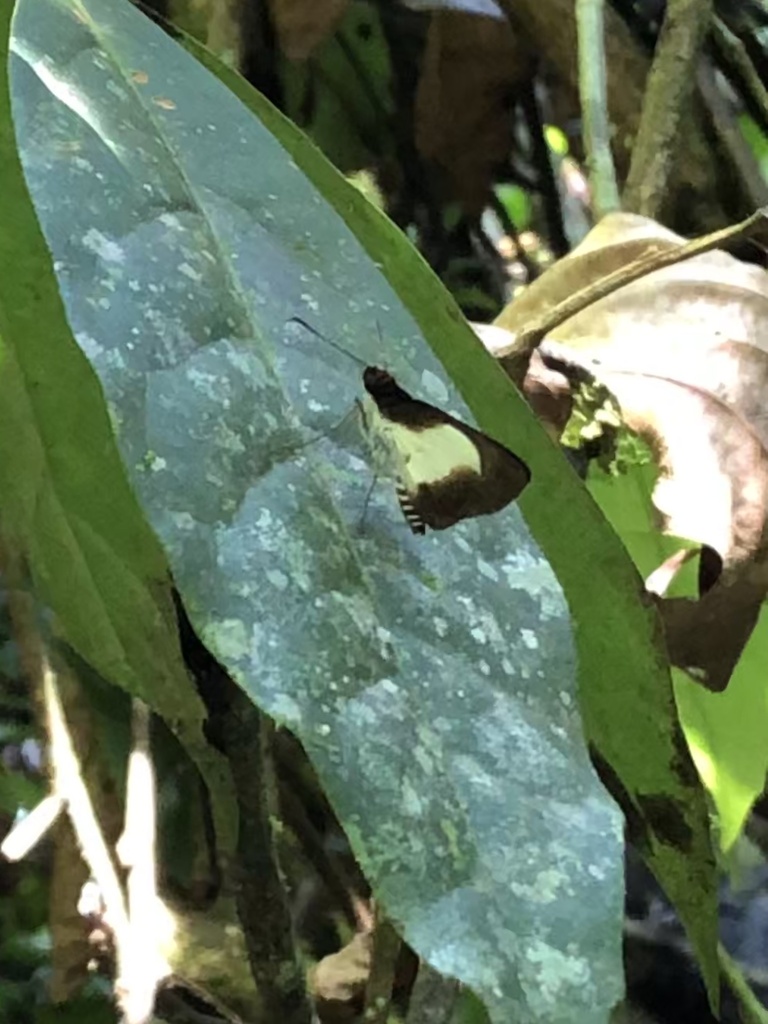 Vettius monacha