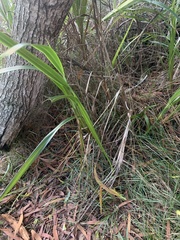 Dianella sandwicensis