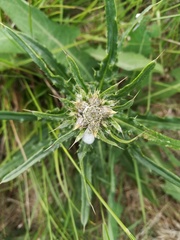 Cirsium brachycephalum